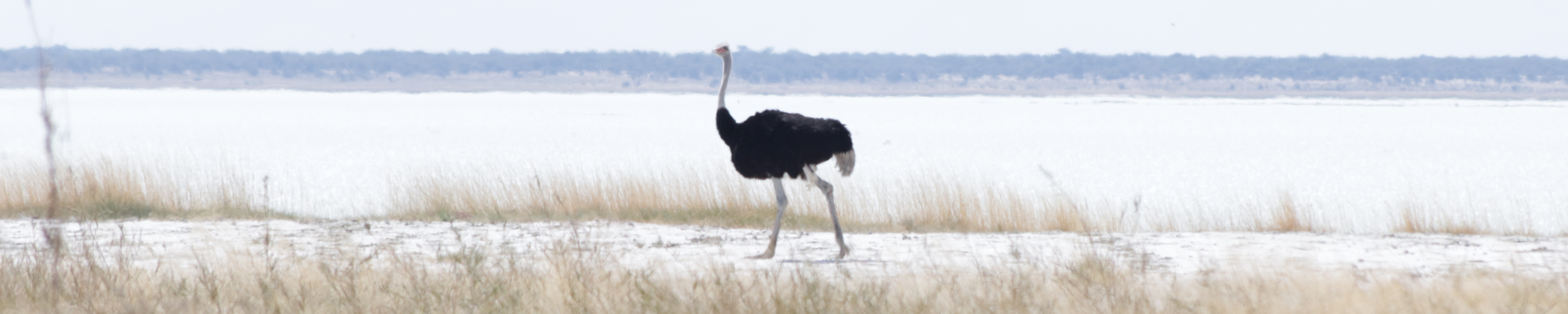 piranja photography
